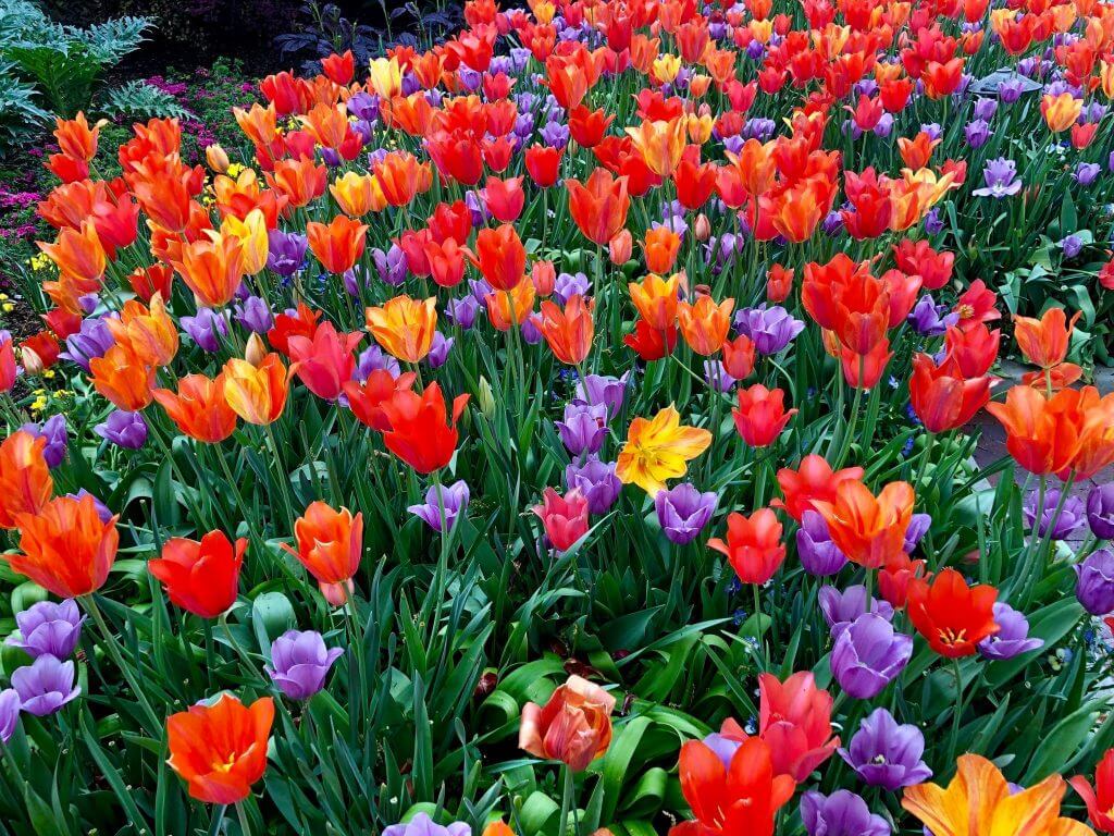 Dallas Arboretum and Botanical Gardens tulips red purple yellow